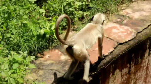Monkey Stock Footage 21453522