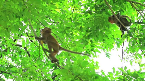 Monkey Stock Footage 26110742