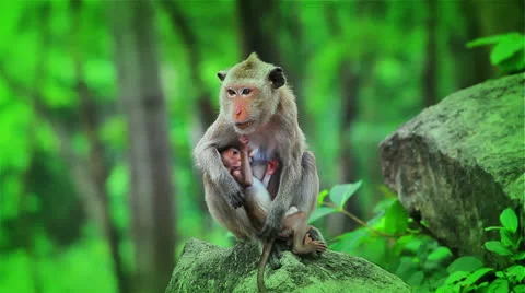 Monkey Stock Footage 26170105