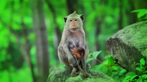 Monkey Vídeos de archivo 26175929