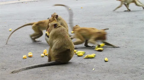 Monkey Stock Footage 26177783