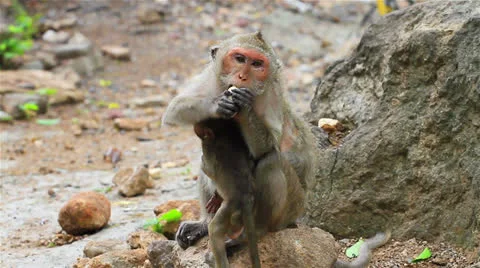 Monkey Видео 26179378