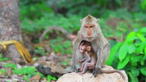 Monkey 스톡 동영상 26180661