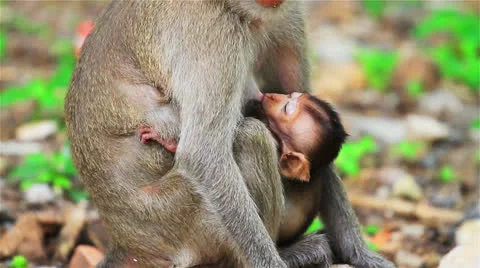 Monkey Stock Footage 26181967