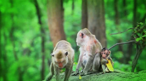 Monkey Stock Footage 26184481