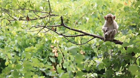 Monkey Stock Footage 36243622