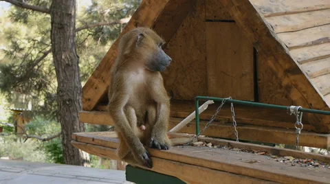 Monkey Stock Footage 52435697