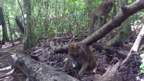 Monkey Stock Footage 79476897