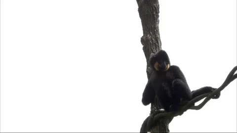 Monkey Vidéo 79606124