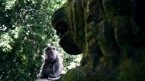 Monkey Stock Footage 81295668