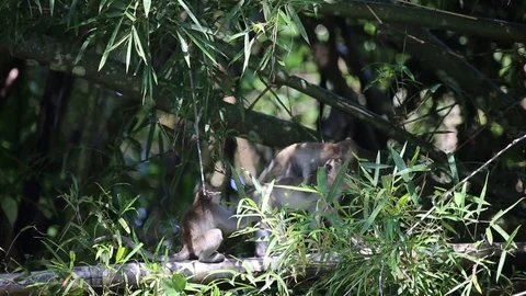 Monkey  스톡 동영상 81943321