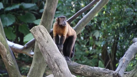 Monkey Stock Footage 85568058