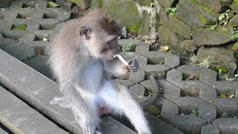 Monkey Stock Footage 86514191