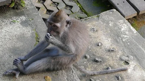 Monkey Stock Footage 86514238