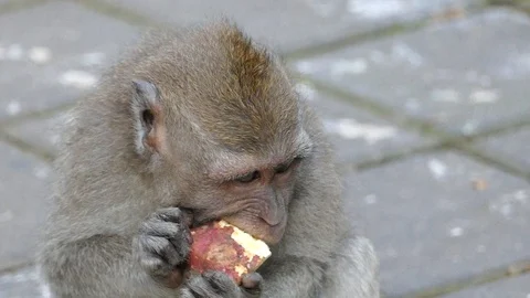 Monkey Stock Footage 86514267