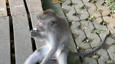 Monkey Stock Footage 86514277