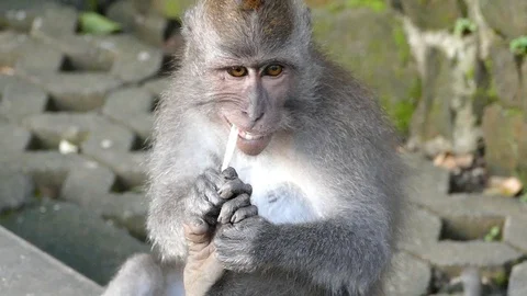 Monkey Stock Footage 86514323