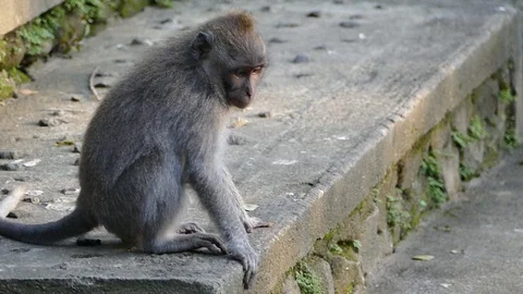 Monkey Stock Footage 86514504