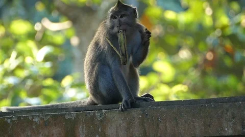 Monkey Stock Footage 86514606