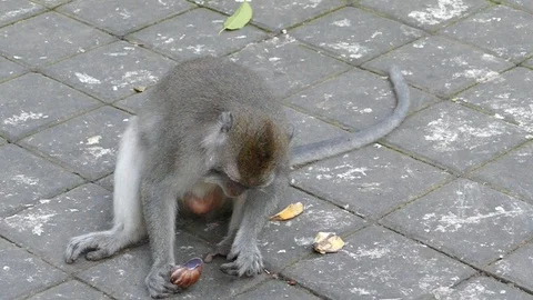 Monkey Stock Footage 86759735