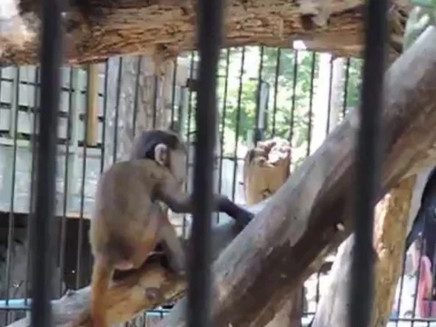 A monkey 動画素材 89268698