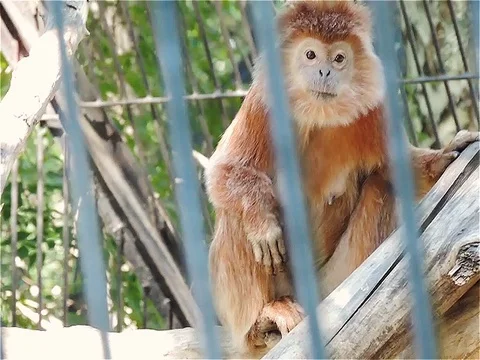 A monkey 動画素材 89268728