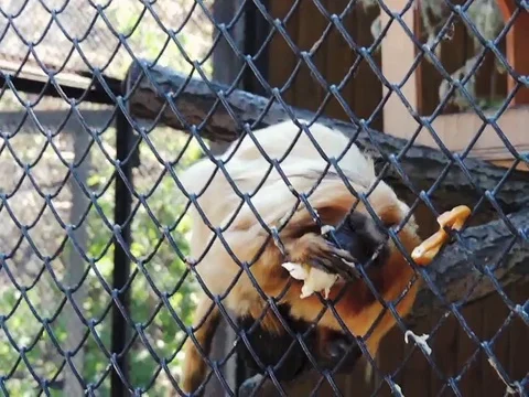 A monkey Stock Footage 89268750