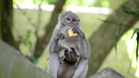 Monkey Video stock 91691610