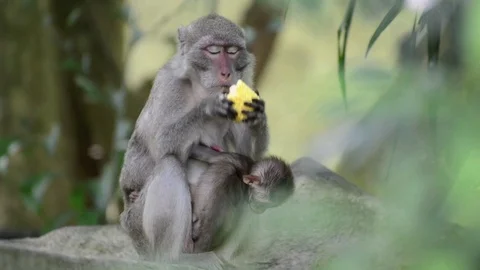 Monkey Stock-Footage 91691619