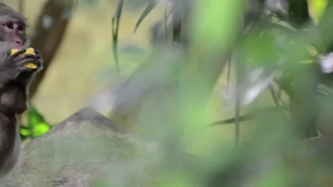 Monkey Stock-Footage 91691695