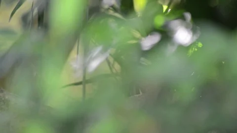 Monkey Video stock 91691712