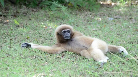 Monkey Video stock 91696300