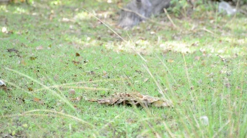 Monkey Video stock 91696303