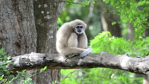 Monkey Video stock 91696355