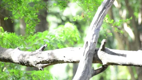 Monkey Video stock 91696363