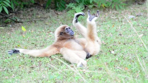 Monkey Video stock 91696483