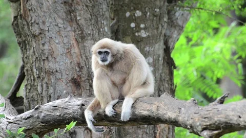 Monkey Video stock 91696530