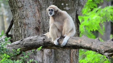 Monkey Video stock 91696757