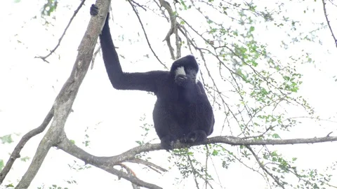 Monkey Video stock 91696836