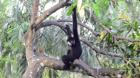 Monkey Video stock 91696844