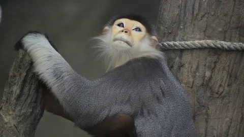 Monkey Video stock 91696889