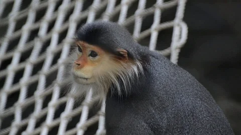 Monkey Video stock 91696892