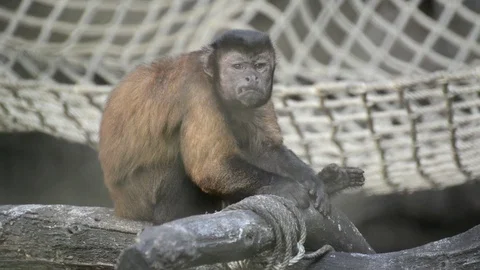 Monkey Video stock 91696947