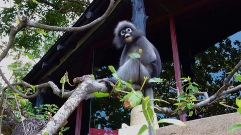 Monkey 動画素材 104516199