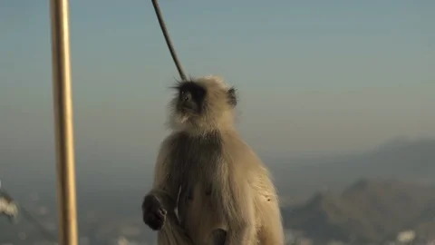 Monkey Stock Footage 111790088