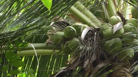 Monkey Stock Footage 112330802