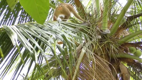 Monkey Stock Footage 112343325