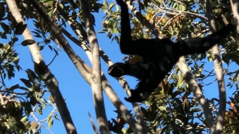Monkey Video stock 137744469