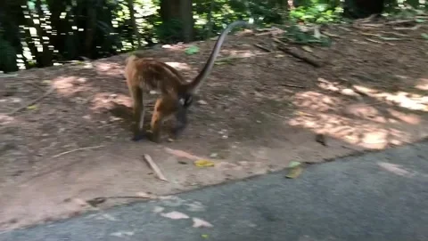 Monkey Stock Footage 144442695