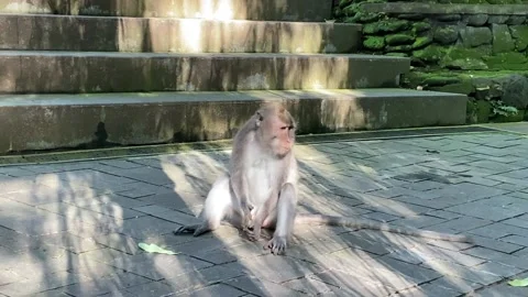 Monkey Stock Footage 156368287